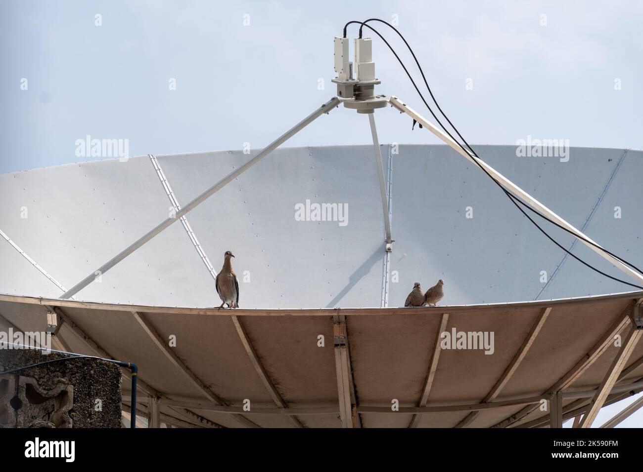 pigeon sitting on television antenna. parabolic antenna pigeons Stock Photo