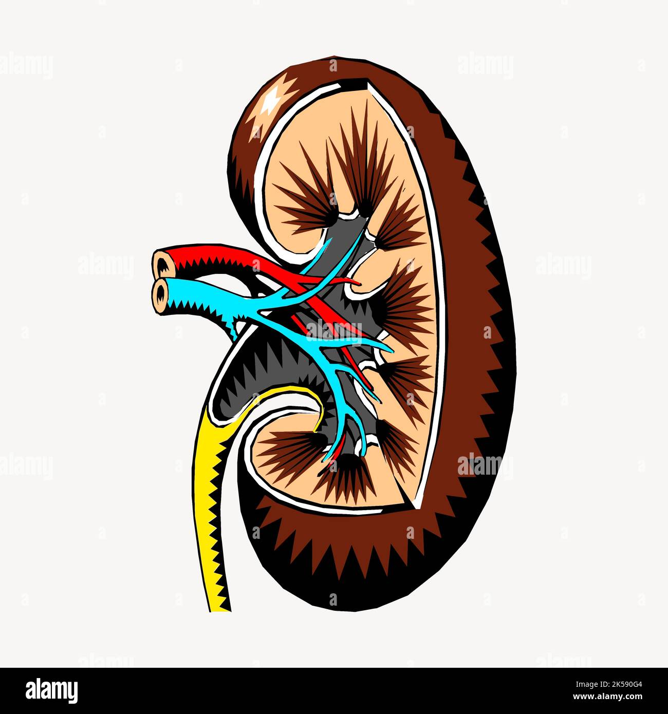 Kidney, organ clipart, medical illustration vector Stock Vector Image ...