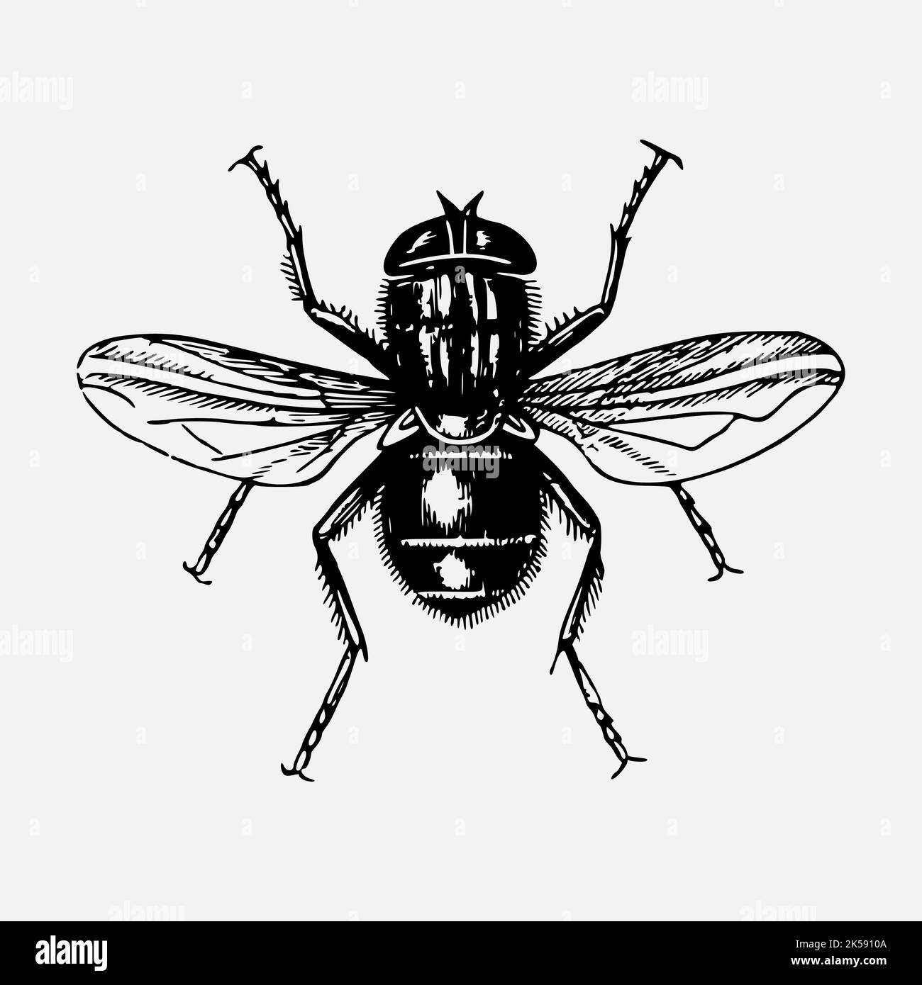 Fly clipart, vintage insect illustration vector Stock Vector Image ...