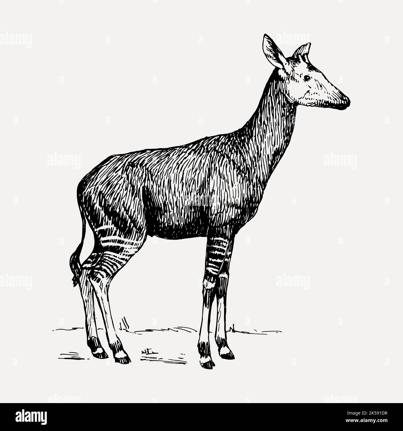 Zebra giraffe clipart, vintage animal illustration vector Stock Vector