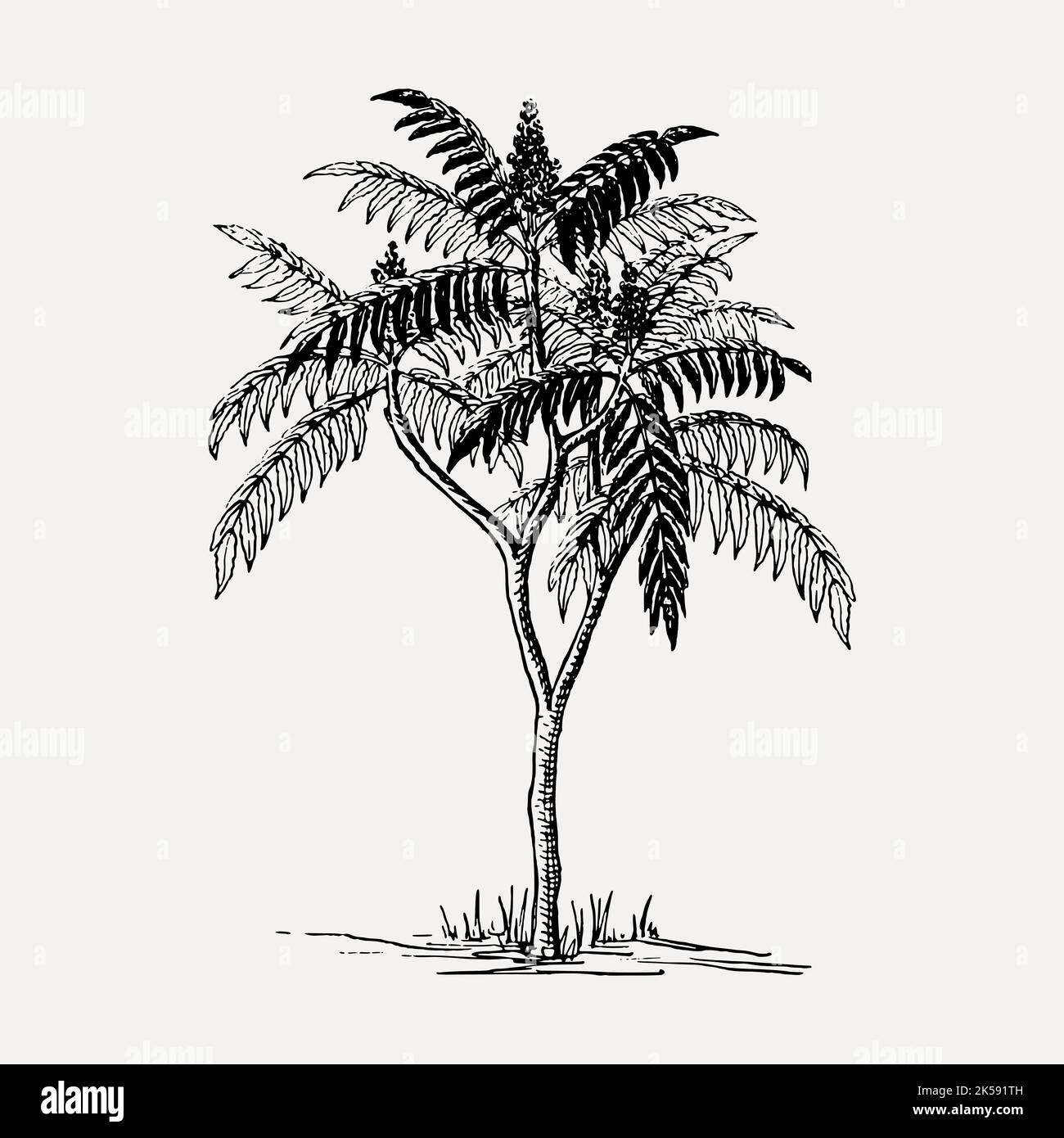 Sumac tree clipart, vintage botanical illustration vector Stock Vector Image & Art Alamy