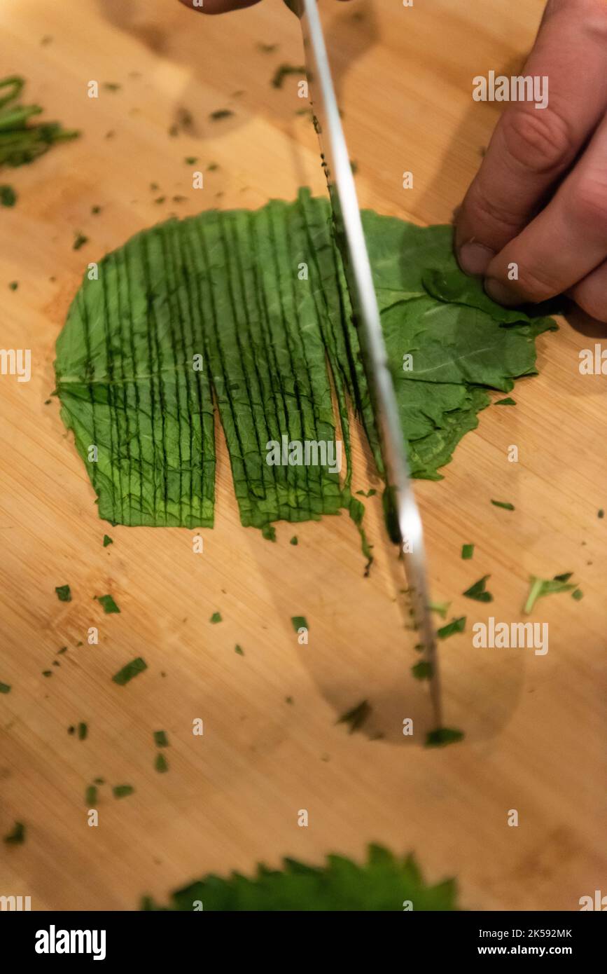 Shisho Leaves Being Chopped for Small Batch Brew Stock Photo