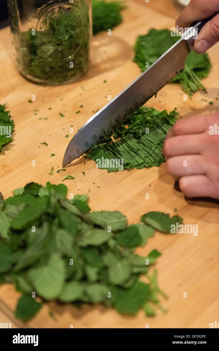 Shisho Leaves Being Chopped for Small Batch Brew Stock Photo