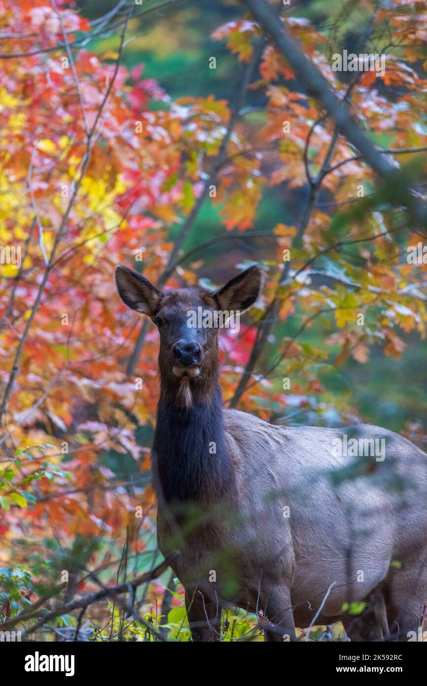 Nicolet hires stock photography and images Alamy