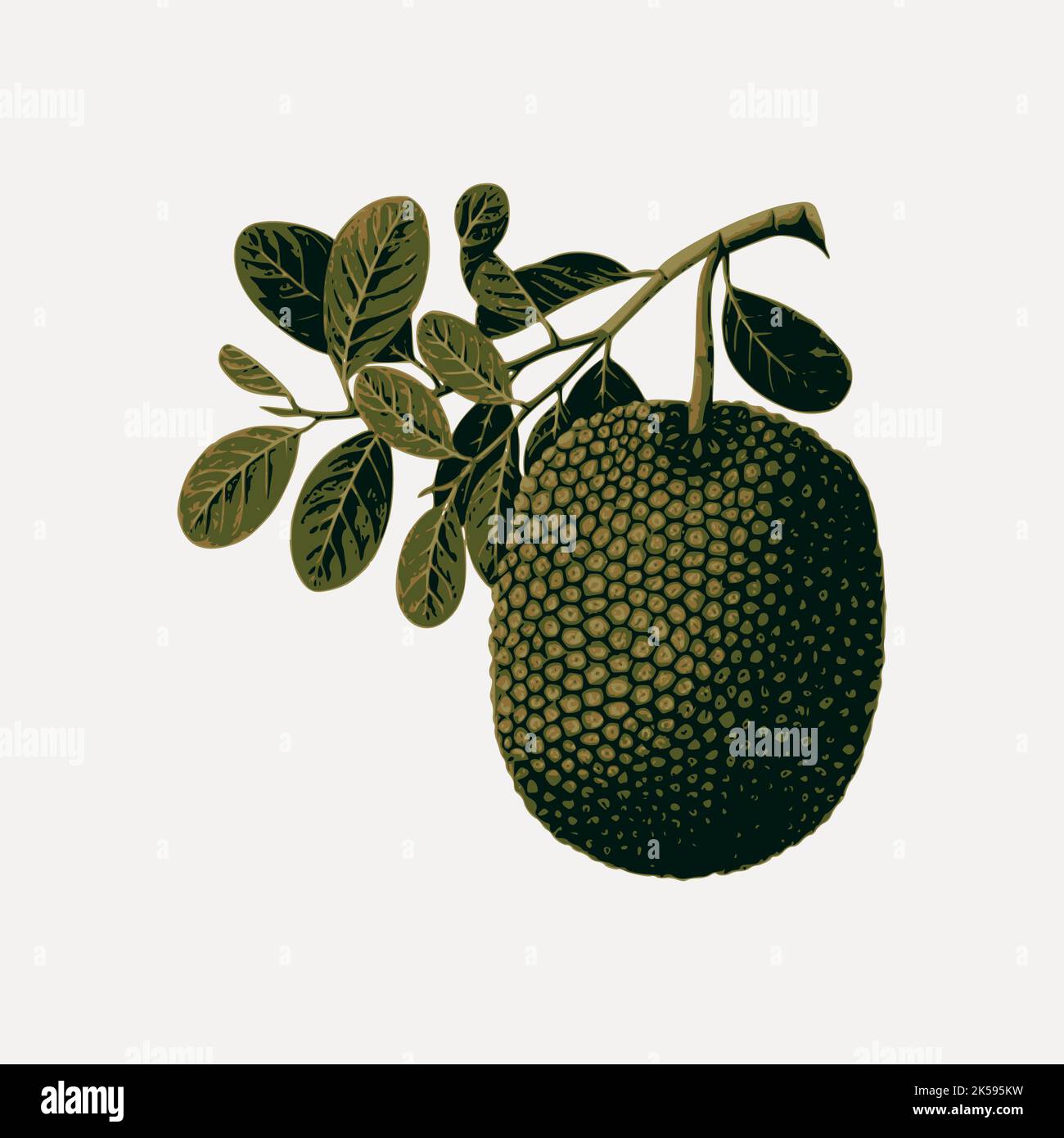 Jackfruit clipart, fruit illustration vector Stock Vector Image & Art