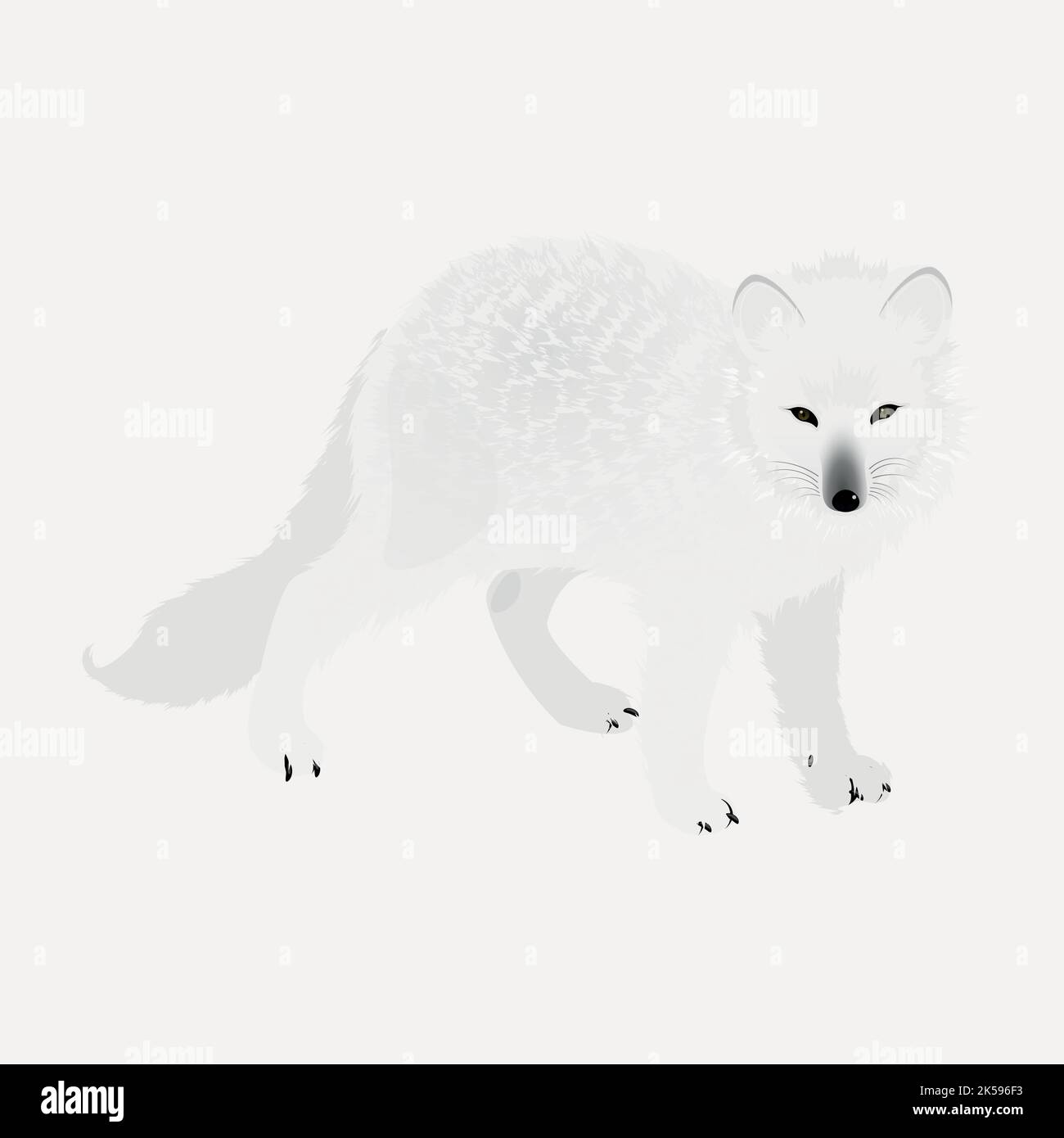 Arctic fox clipart, animal illustration vector Stock Vector Image & Art