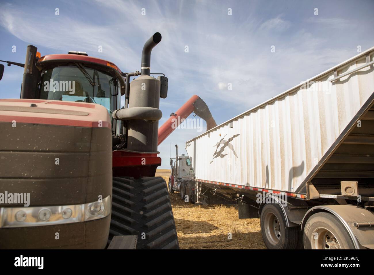 Tractor and grain auger filling trailer Stock Photo Alamy
