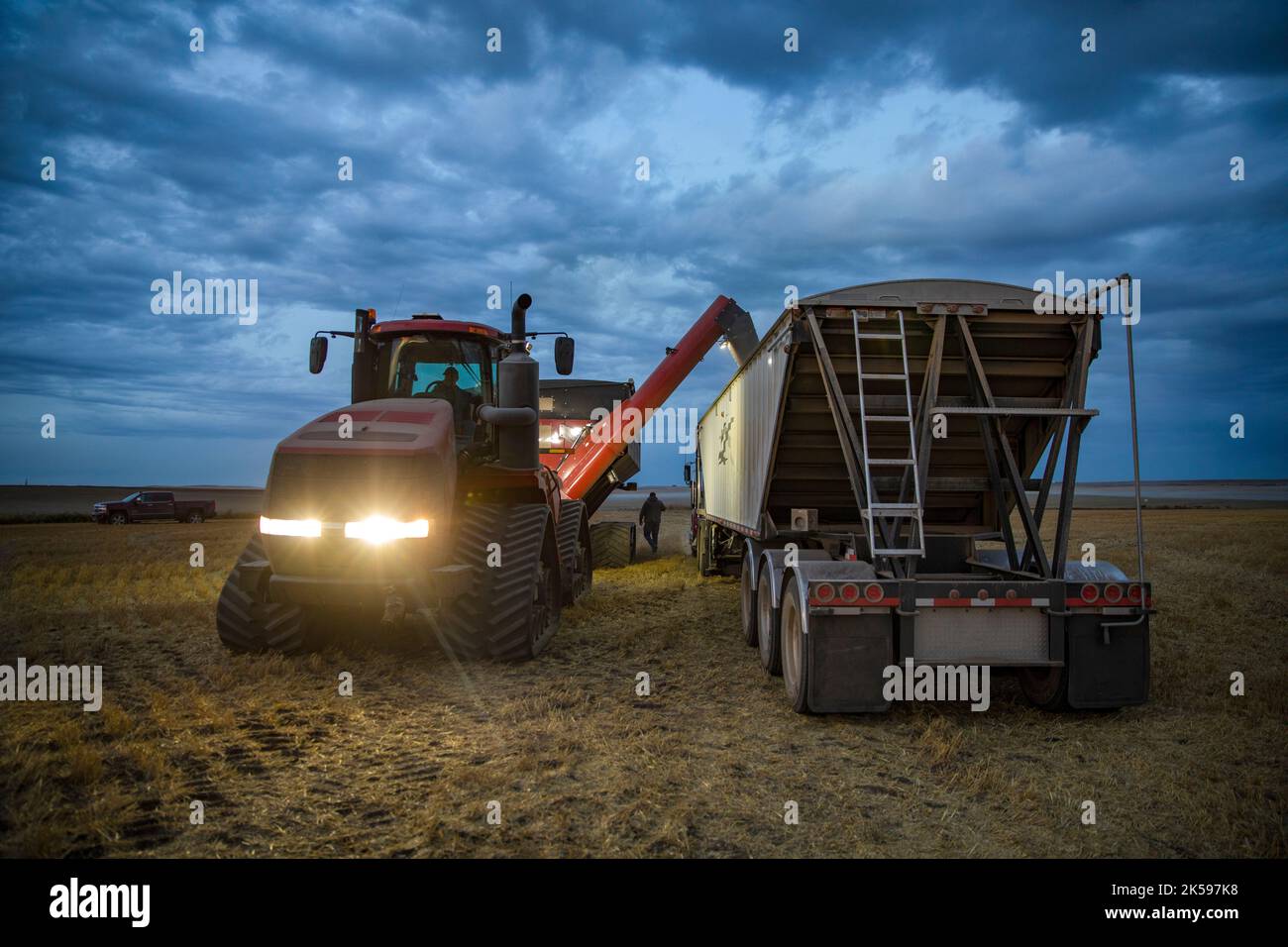 Combine harvester with grain auger harvesting crop, filling trailer at