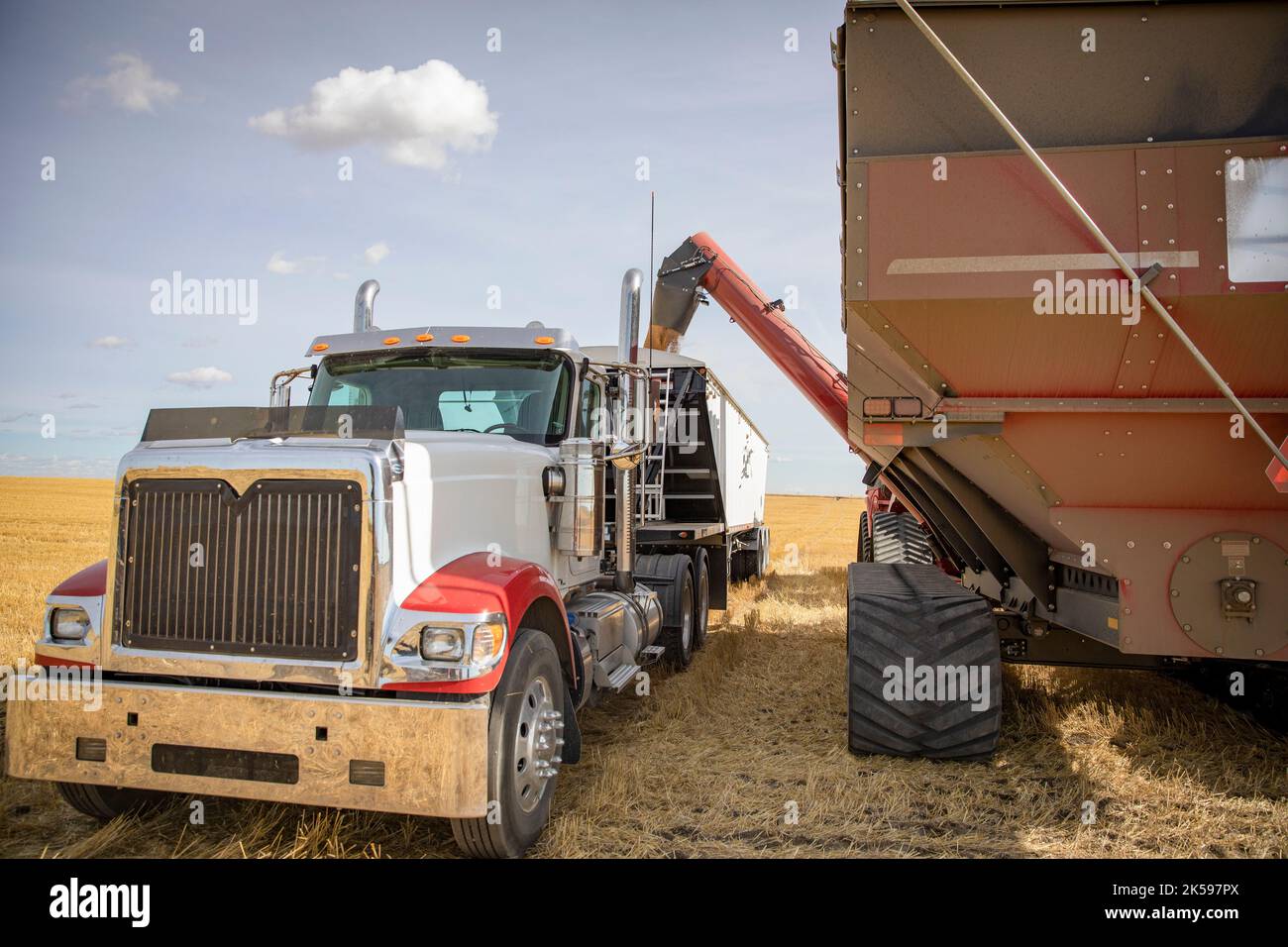 Grain auger filling semi trailer in sunny rural field Stock Photo Alamy