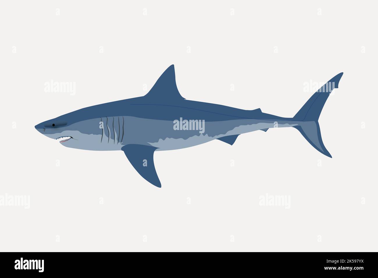 Great white shark clipart, sea life illustration vector Stock Vector ...