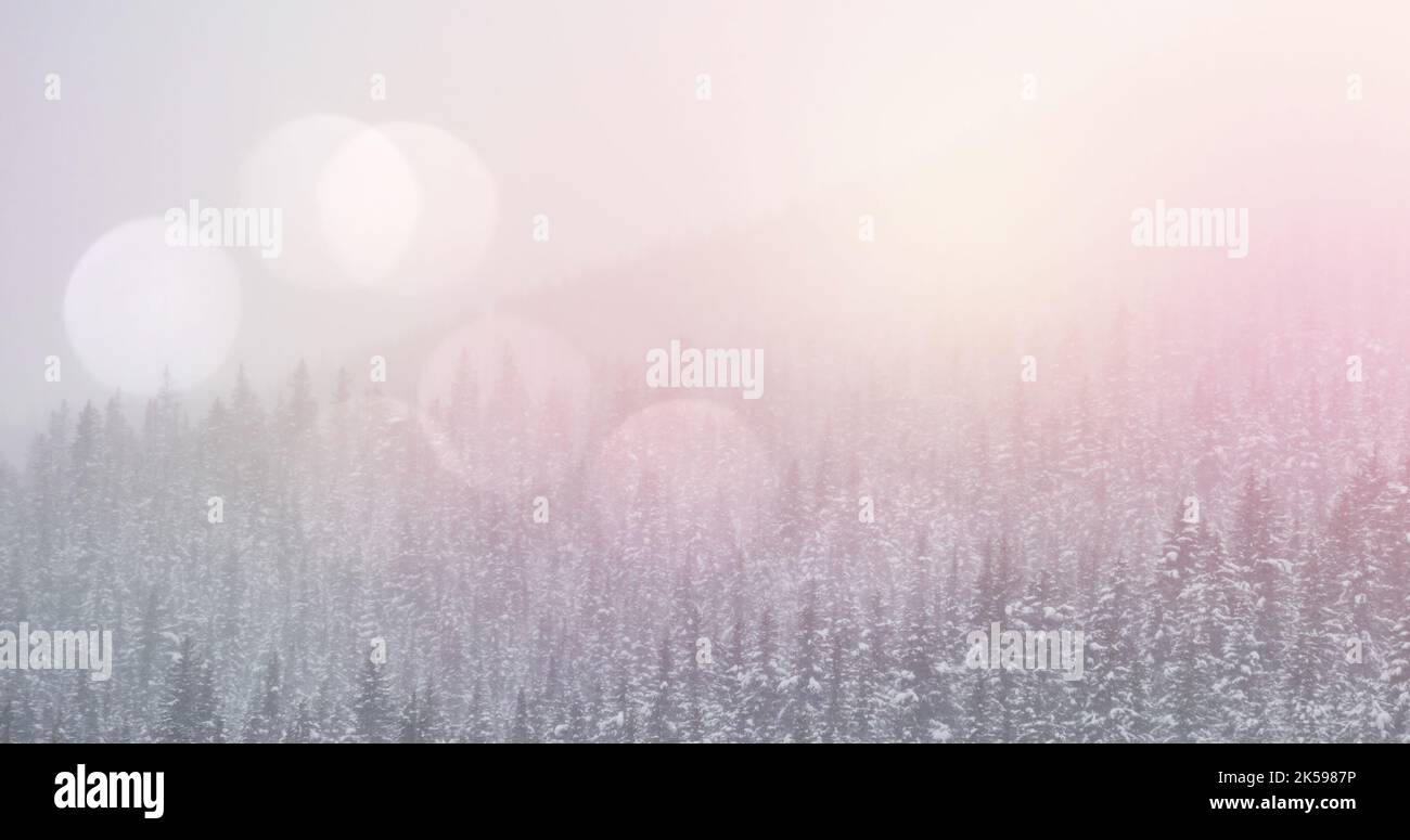 Pine trees forest mountain hi-res stock photography and images - Alamy