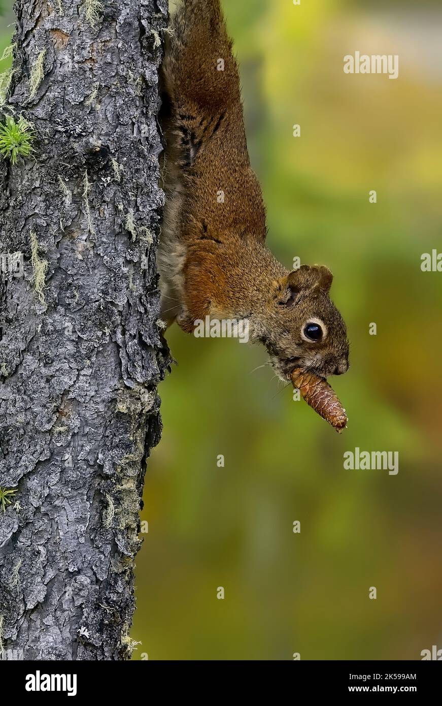 A red squirrel 'Tamiasciurus hudsonicus', climbing down a spruce tree whild holding a spruce cone in his mouth Stock Photo
