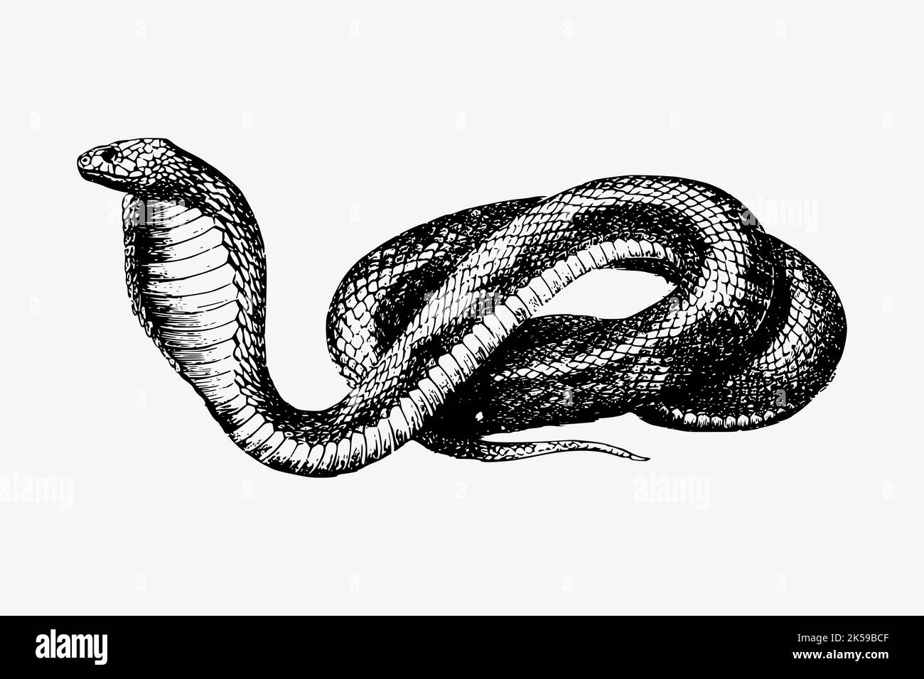 French snake drawing, vintage animal illustration vector Stock Vector ...