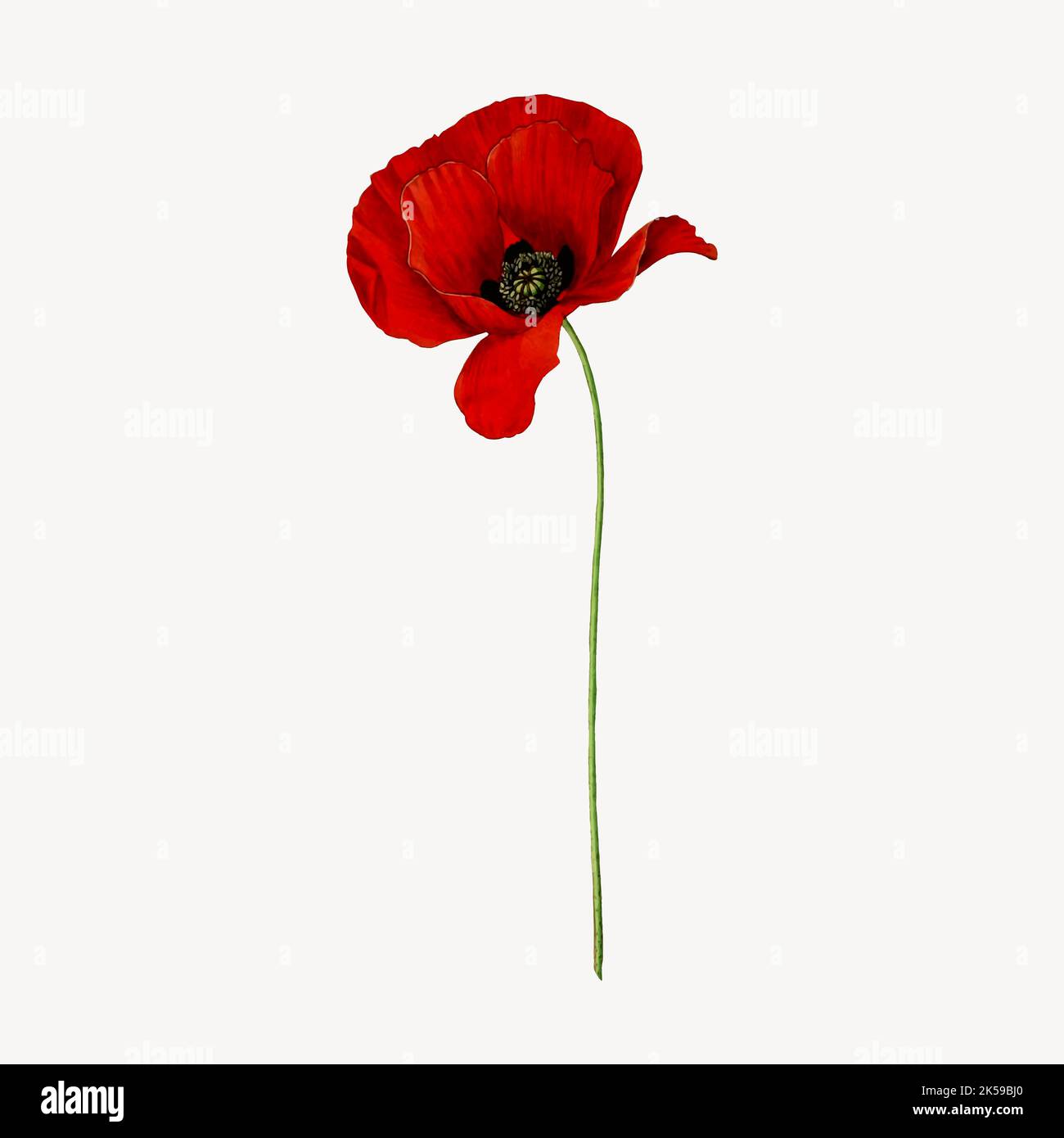 Red poppy flower clipart, vintage botanical illustration vector Stock Vector Image & Art Alamy