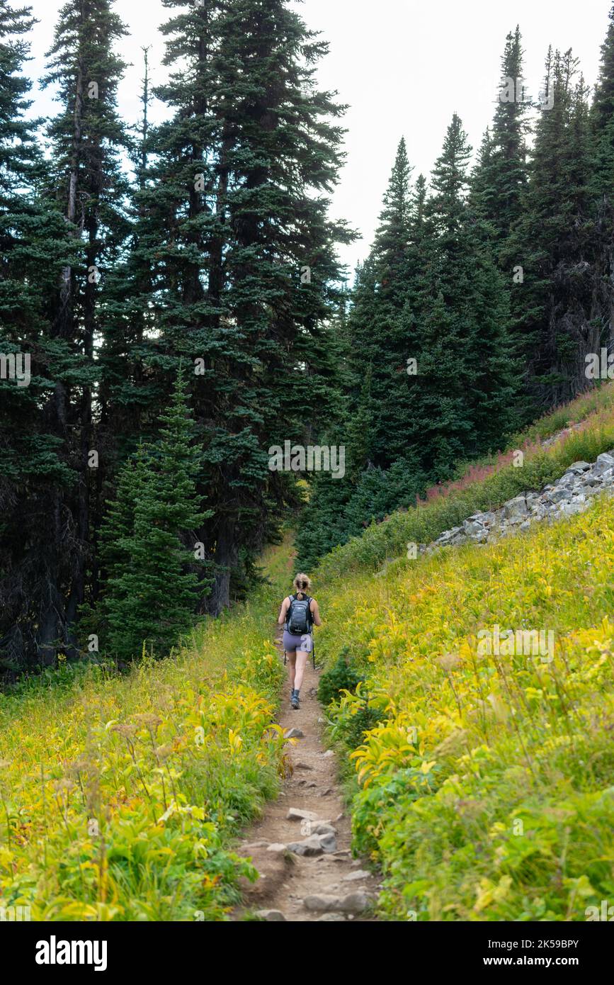 Woman hiking on Panorama Ridge Trail amidst greenery and wildflowers. Stock Photo