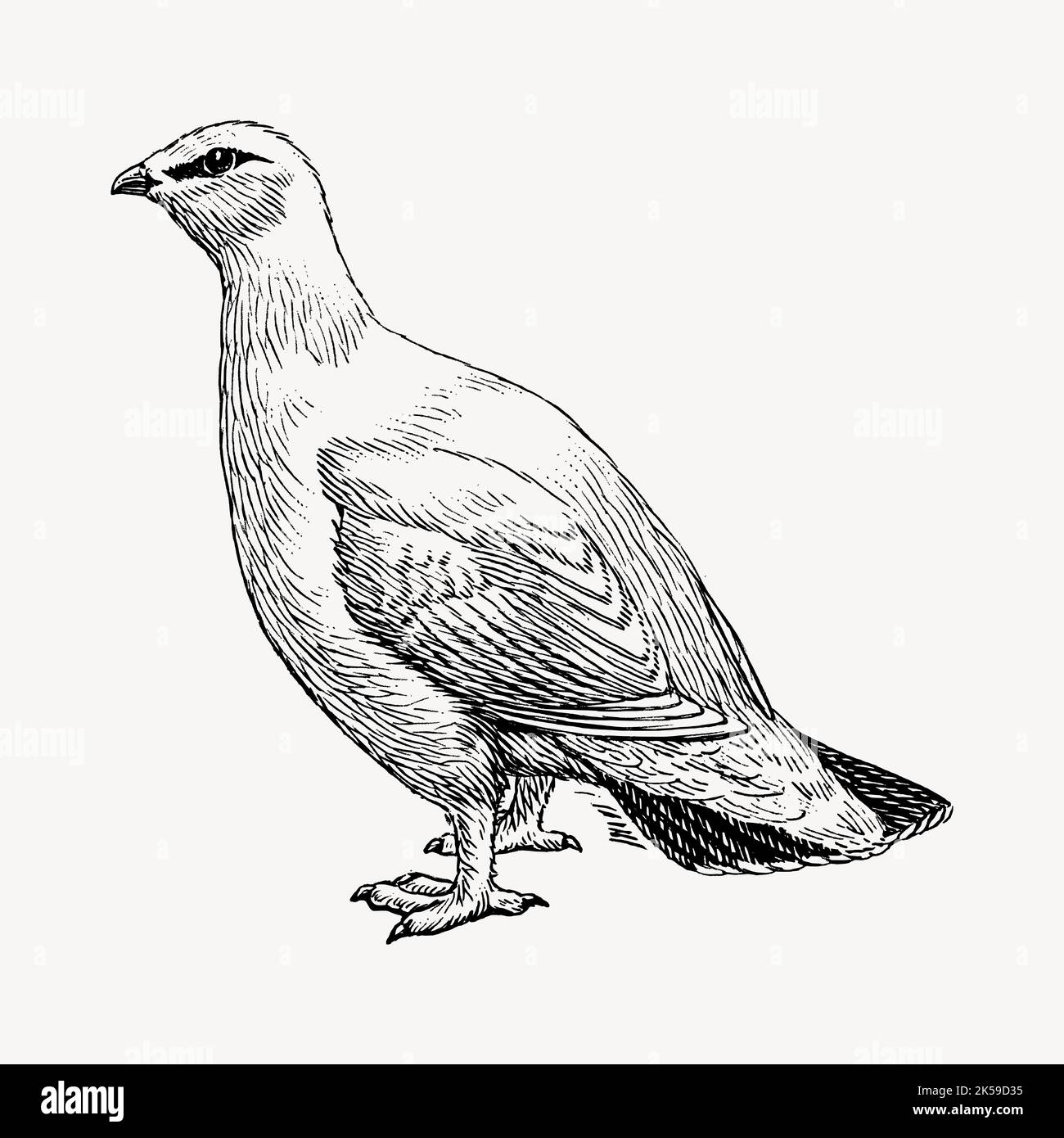 Rock ptarmigan bird clipart, vintage animal illustration vector. Stock Vector
