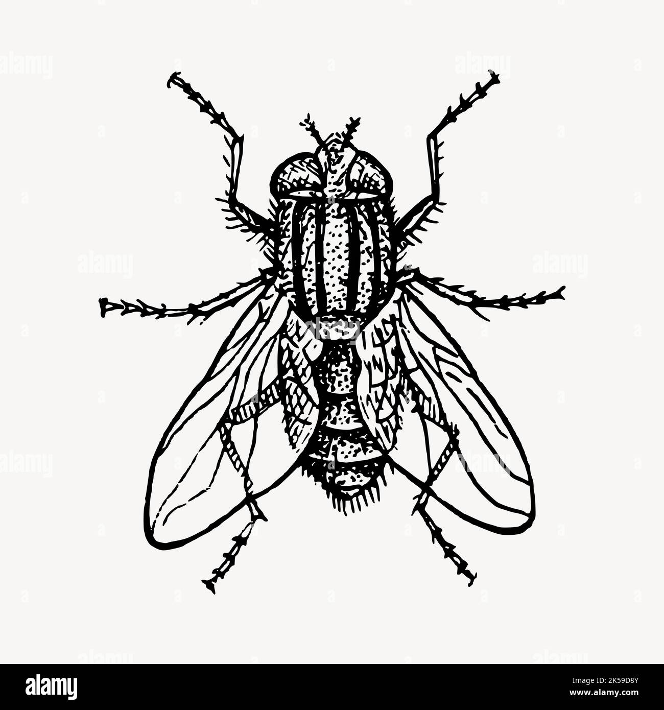 House fly clipart, vintage insect illustration vector Stock Vector