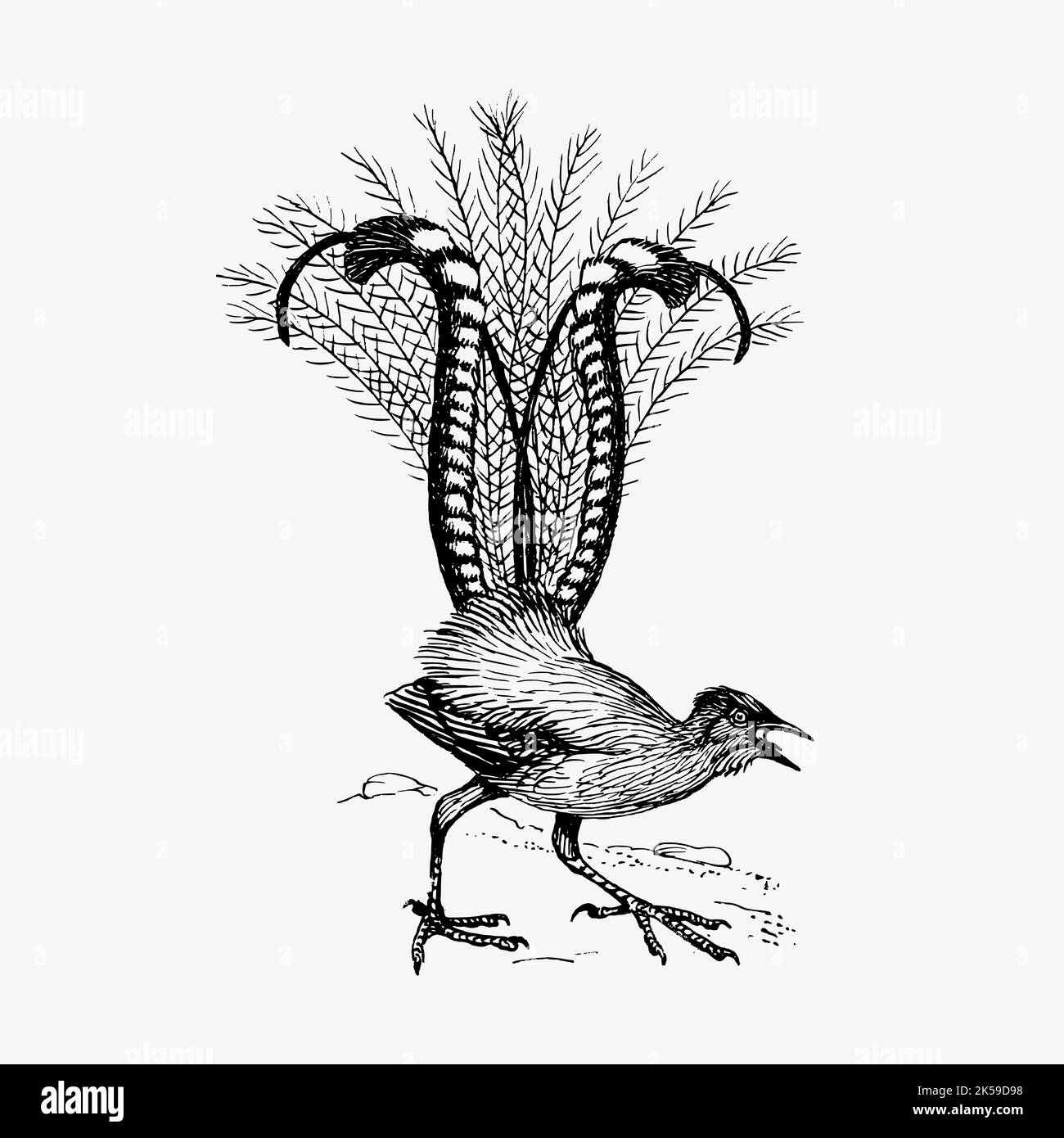 Lyre bird clipart hi-res stock photography and images - Alamy