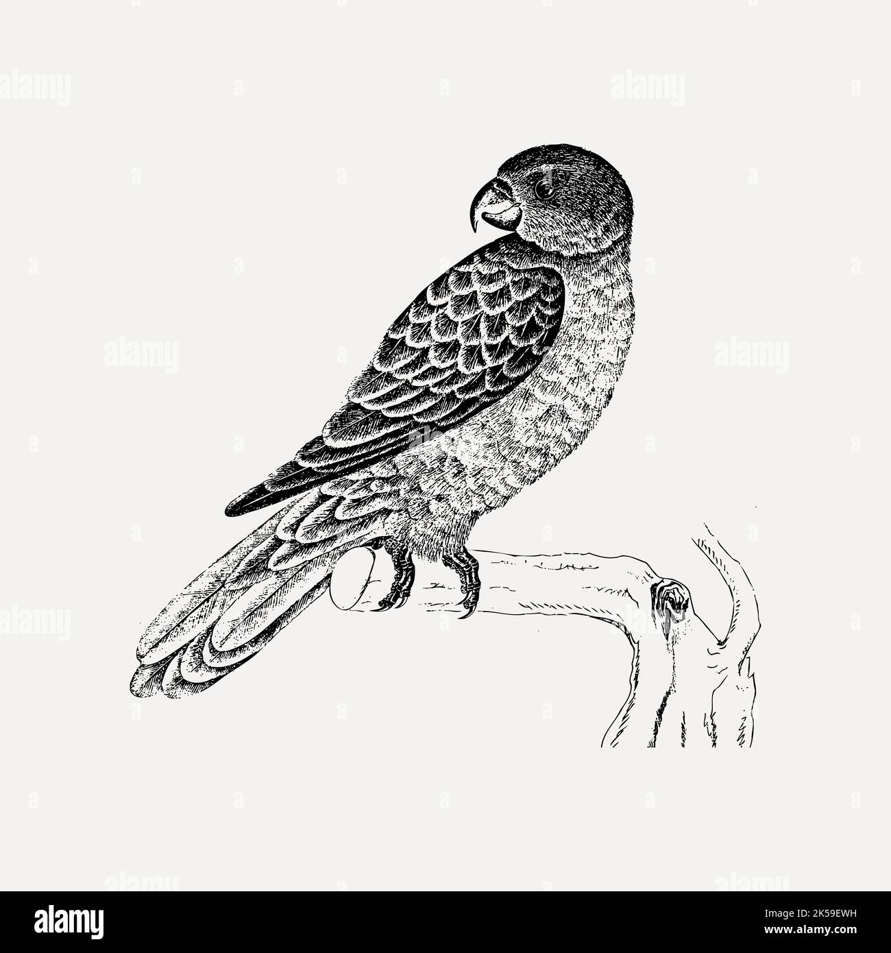 Parrot bird clipart, animal illustration vector Stock Vector Image ...