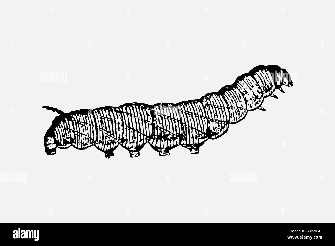 Caterpillar clipart, insect illustration vector Stock Vector Image ...
