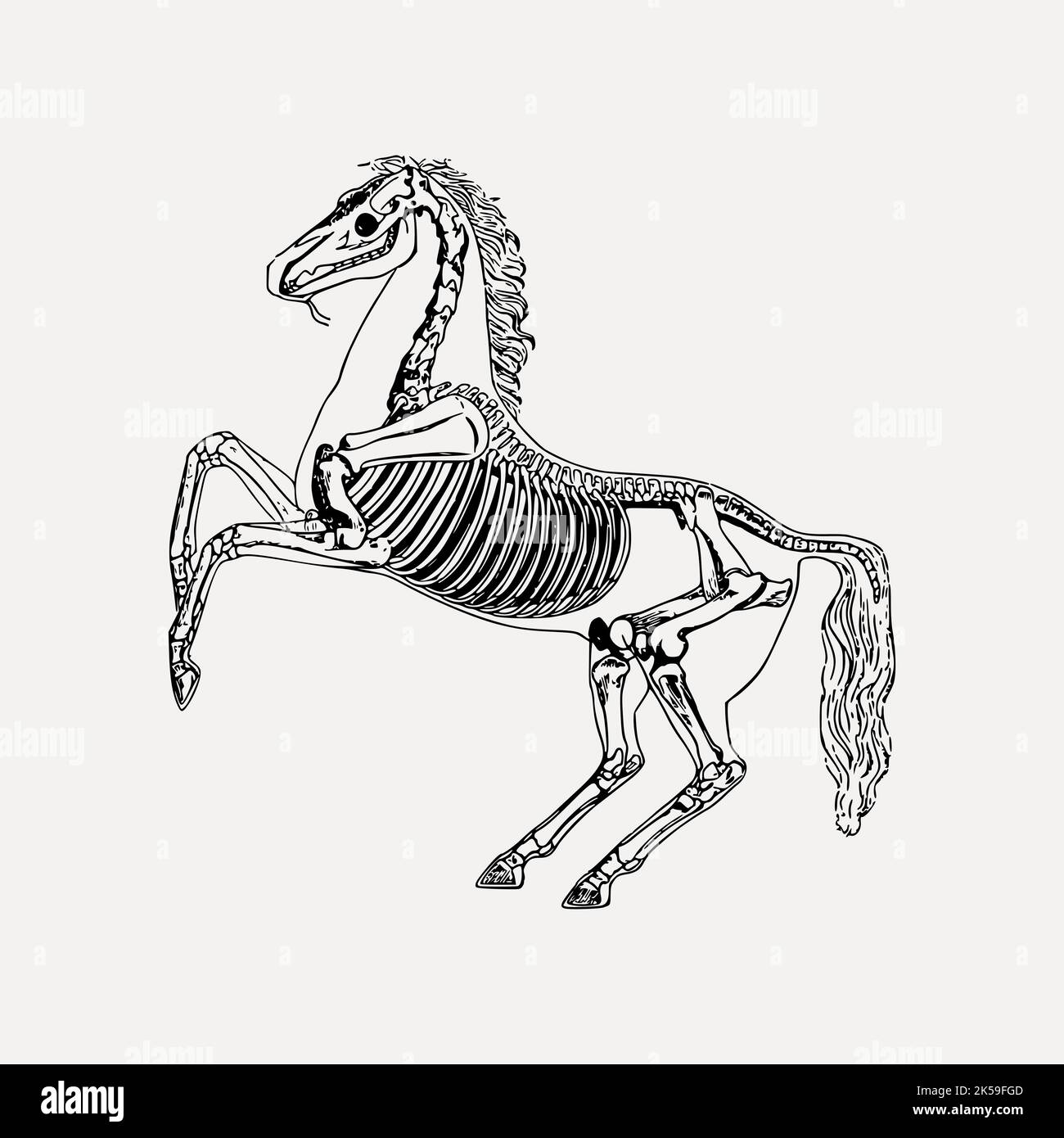 Horse anatomy drawing, skeleton illustration vector Stock Vector Image