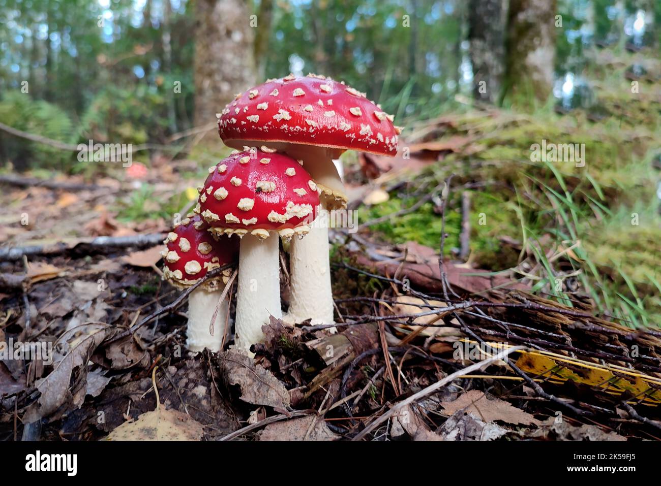 Red Amanita muscaria mushrooms in a forest Stock Photo