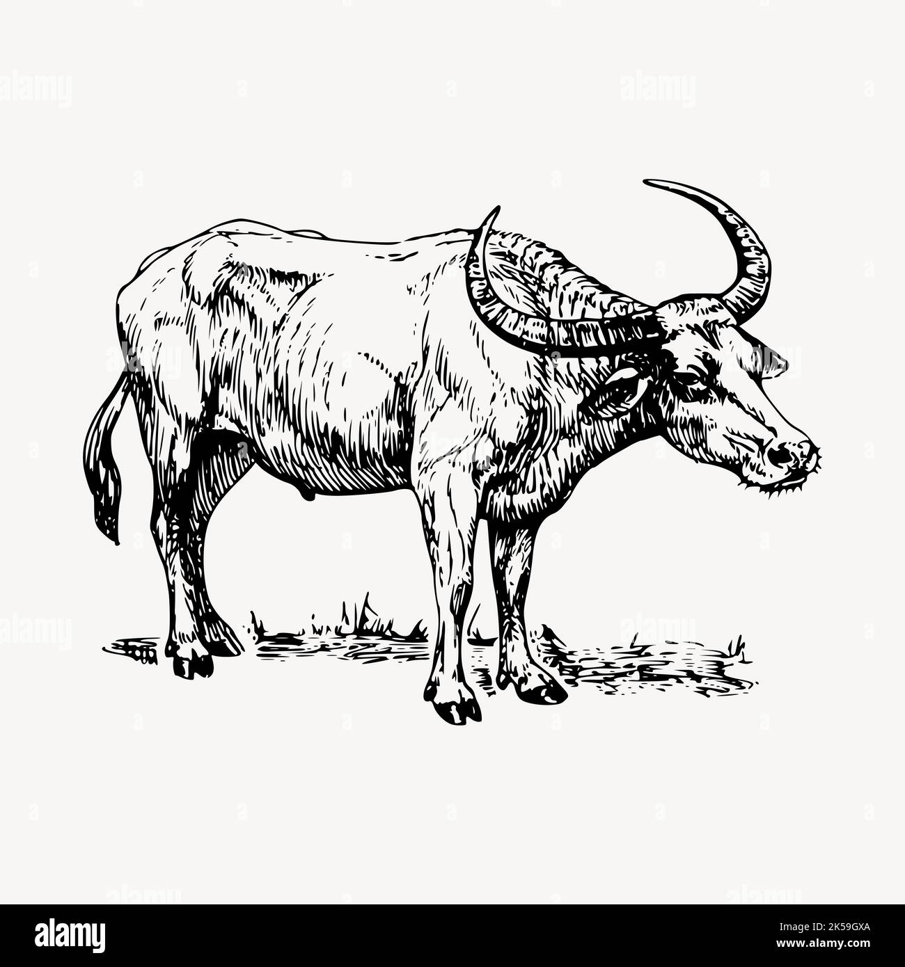 Buffalo clipart, vintage hand drawn vector Stock Vector Image & Art - Alamy