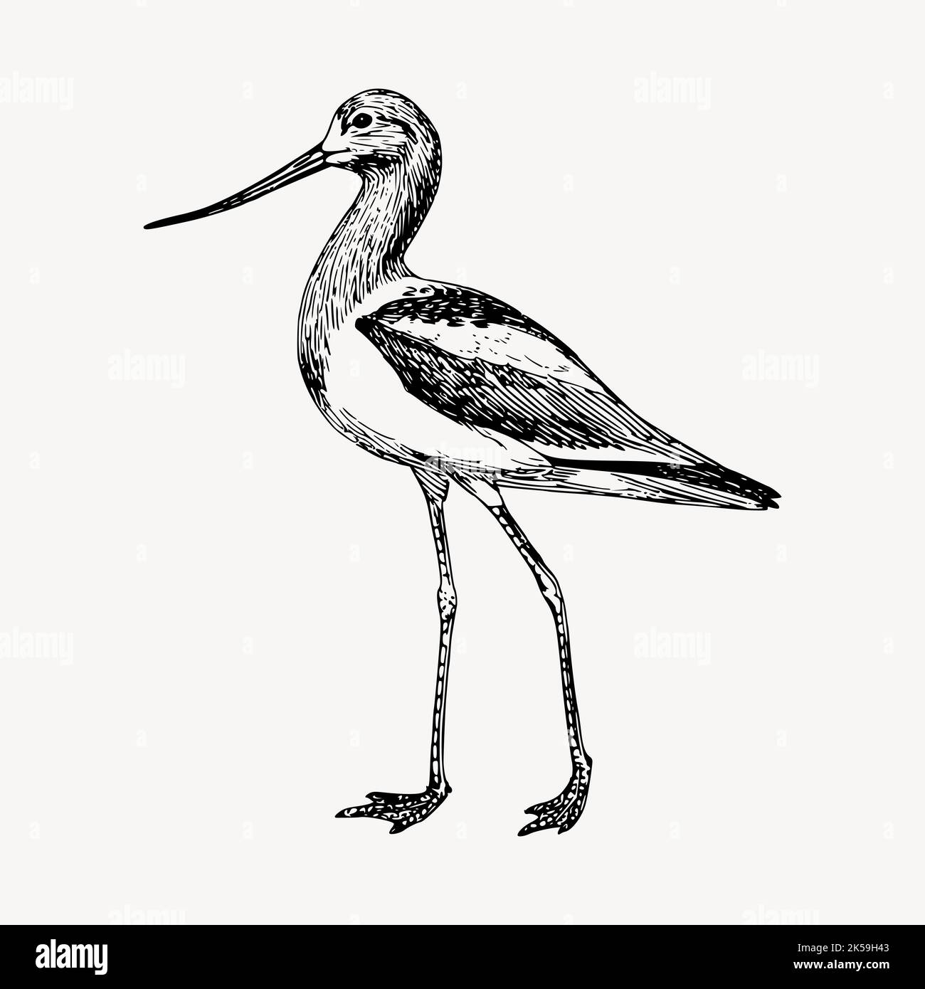 Long Leg Bird Illustration Clipart Vector Stock Vector Image Art Alamy your-guide-to-denim-inseams
