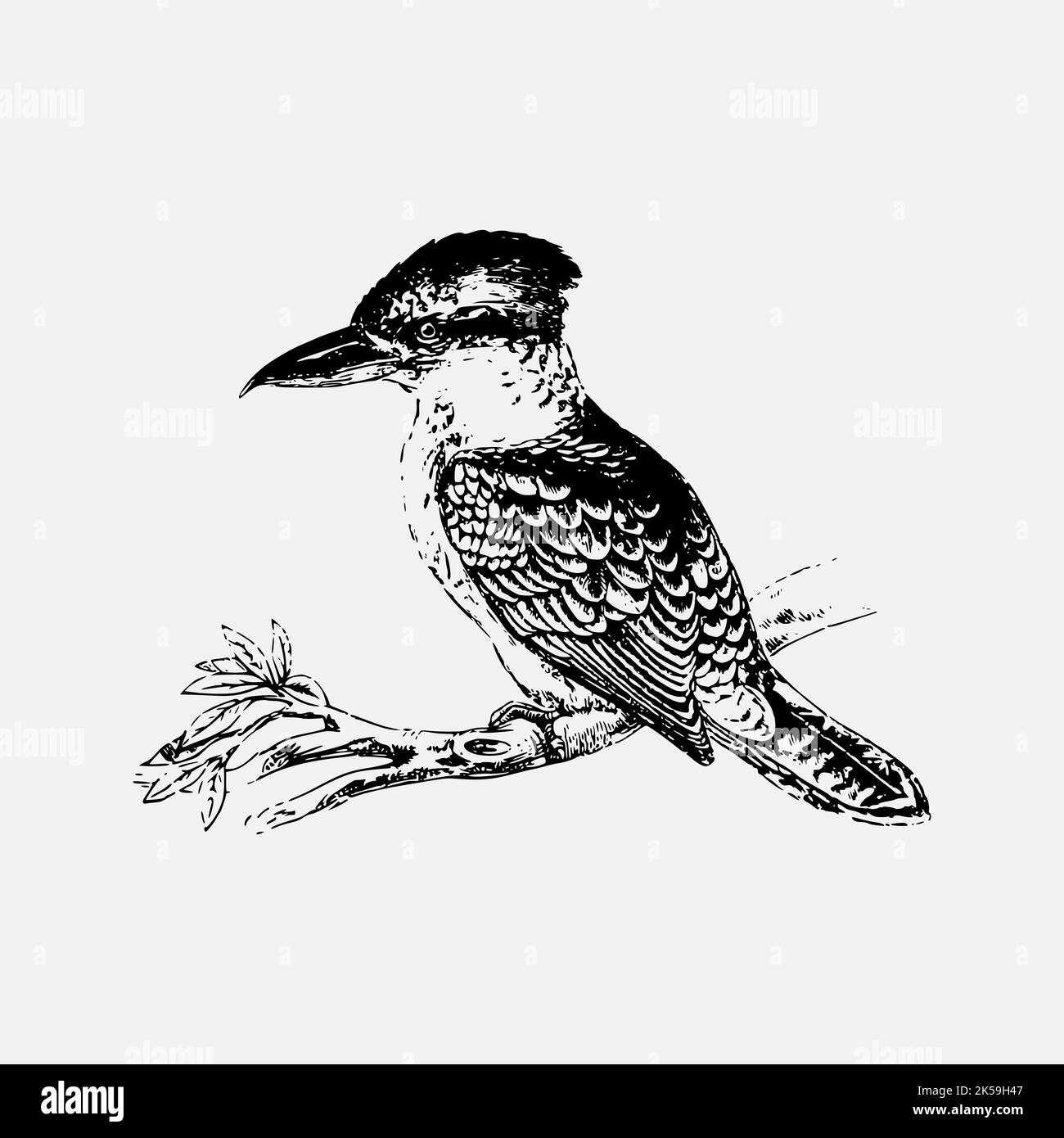 Kookaburra bird collage element/drawing/clipart, xx illustration vector. Stock Vector