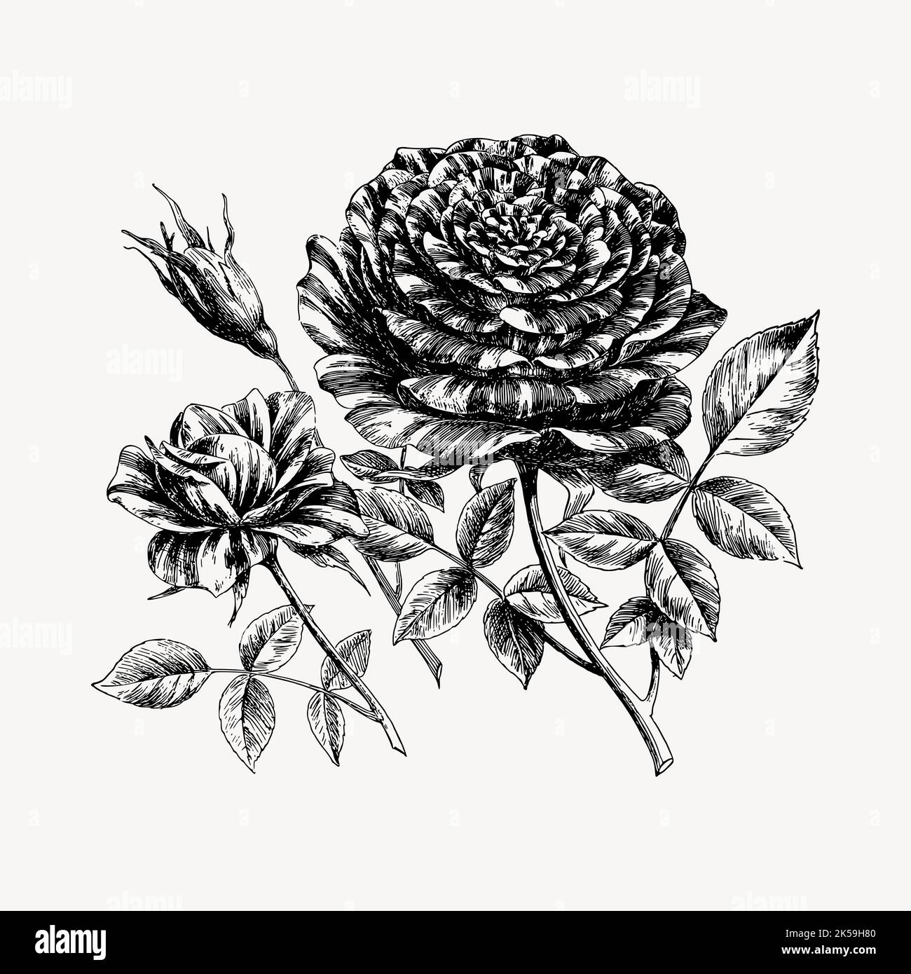 Rose flower clipart, vintage hand drawn vector Stock Vector Image & Art ...