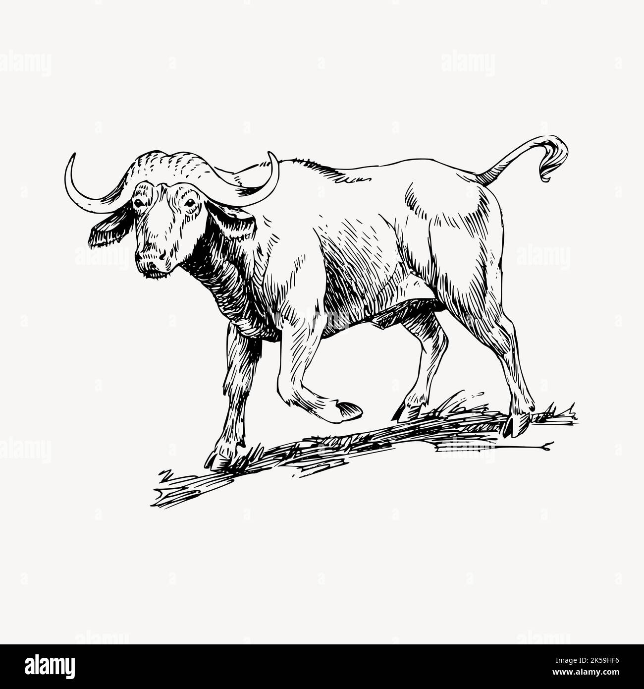 Buffalo clipart, vintage hand drawn vector Stock Vector Image & Art - Alamy