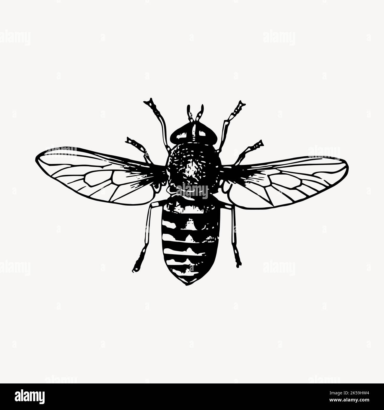 Fly insect illustration clipart vector Stock Vector Image & Art - Alamy