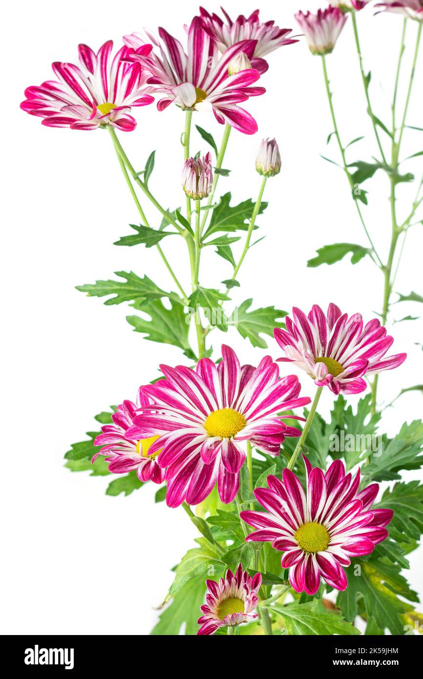 bright pink and white chrysanthemum flowers, bunch of colorful mums or chrysanths flowers isolated on white background Stock Photo