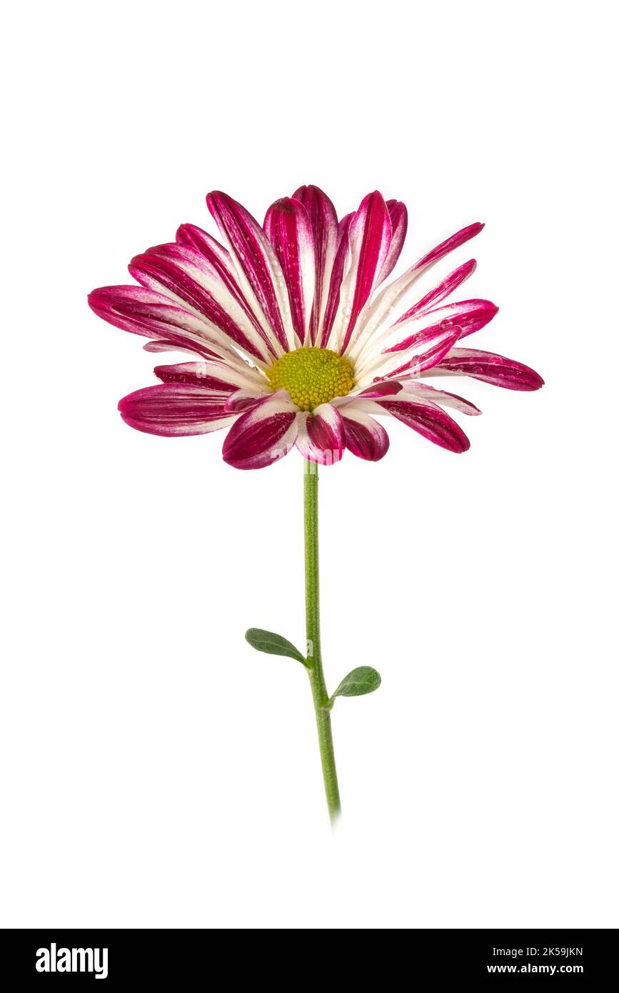 close-up of bright pink and white chrysanthemum, colorful mums or chrysanths flower isolated on white background Stock Photo