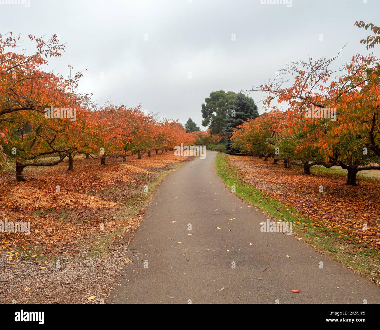 Autumn colours in the Dandenong Botanical Gardens Stock Photo