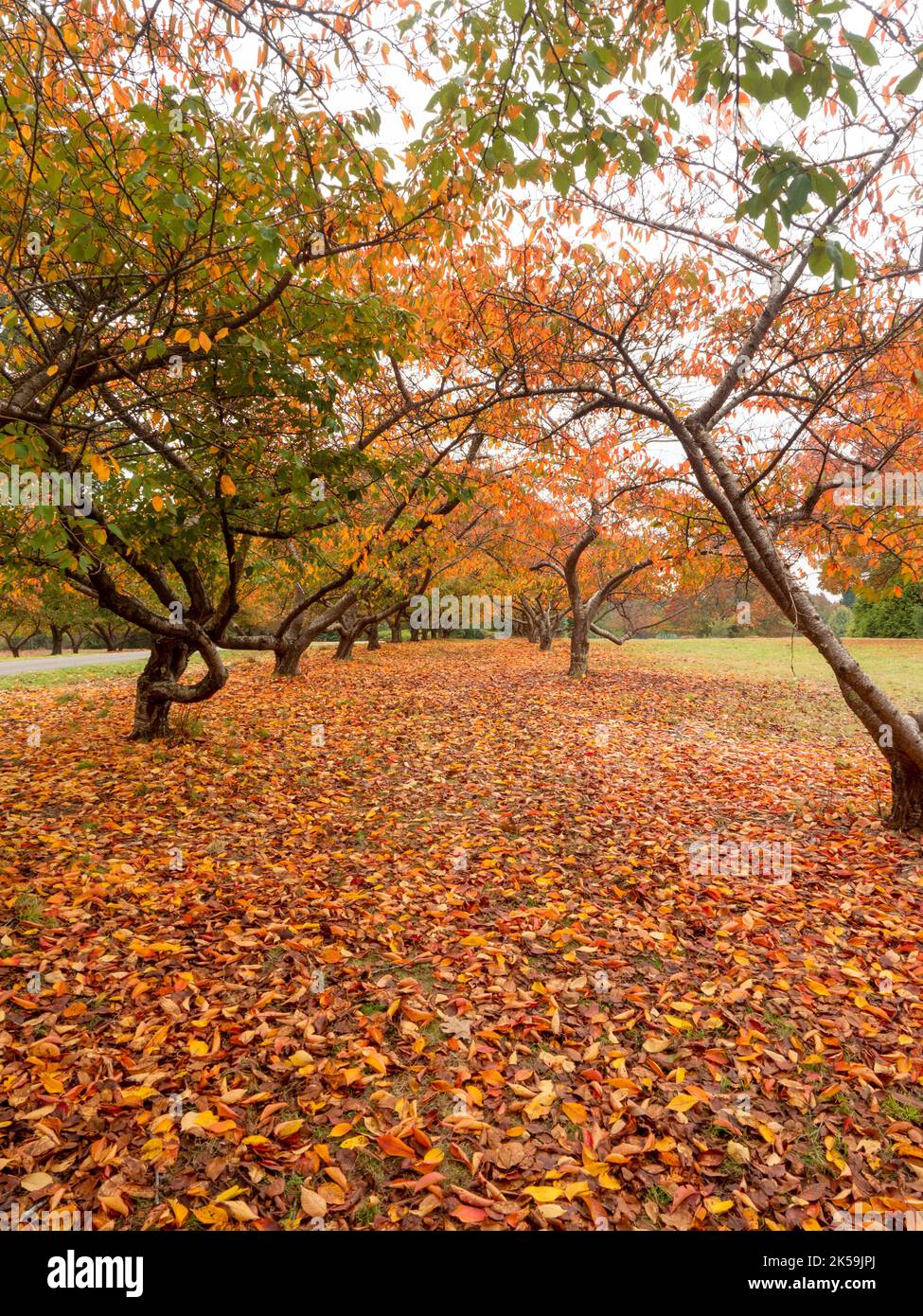 Autumn colours in the Dandenong Botanical Gardens Stock Photo
