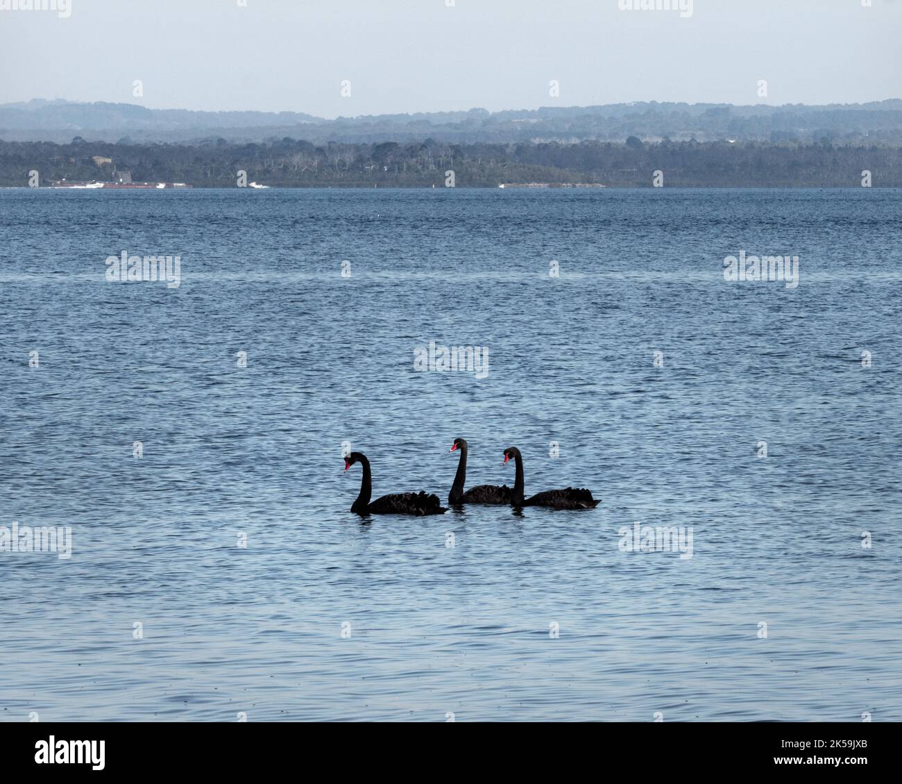 Three black swans on the water at French Island, Australia Stock Photo