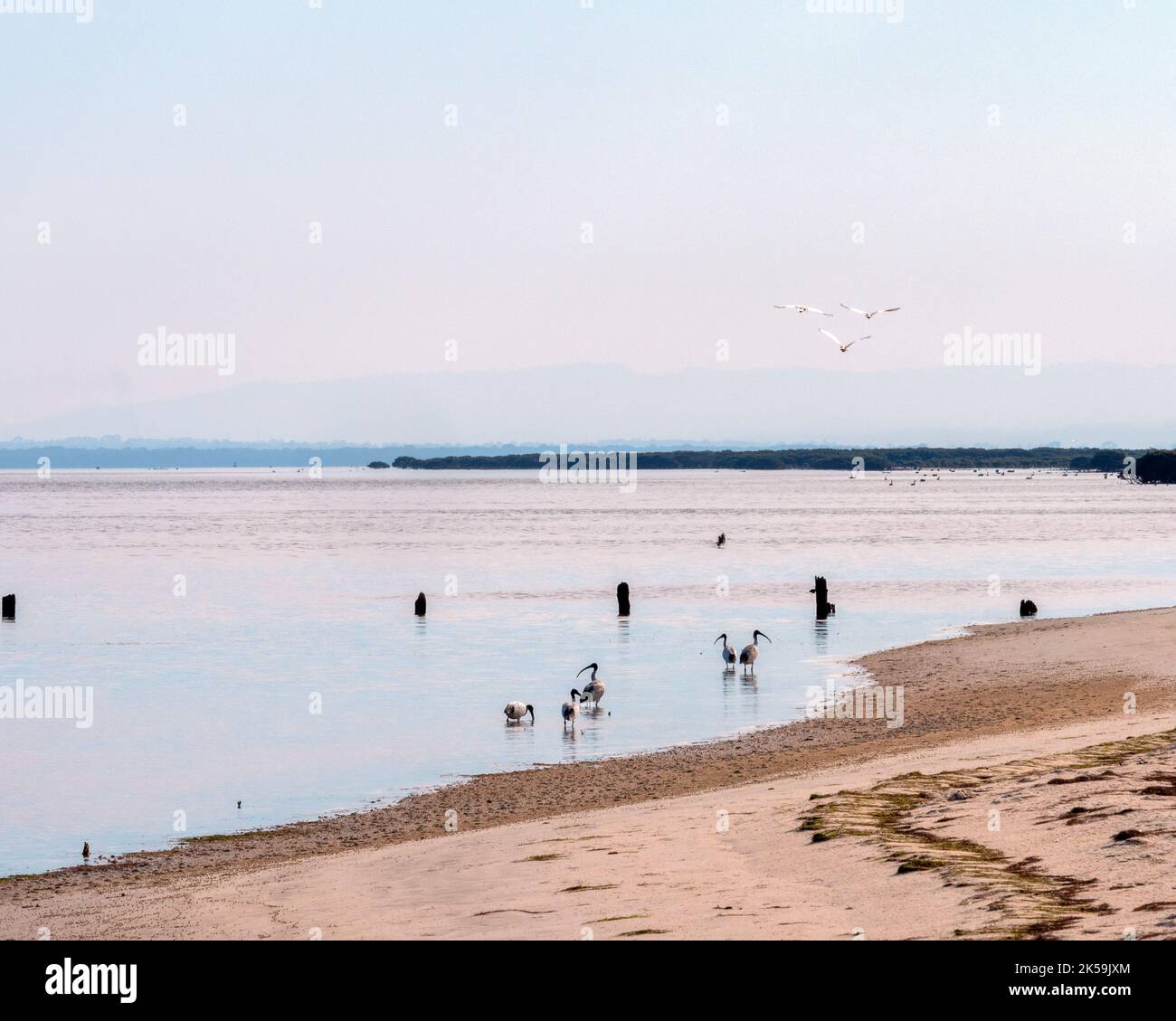 The French Island Shoreline with water birds Stock Photo