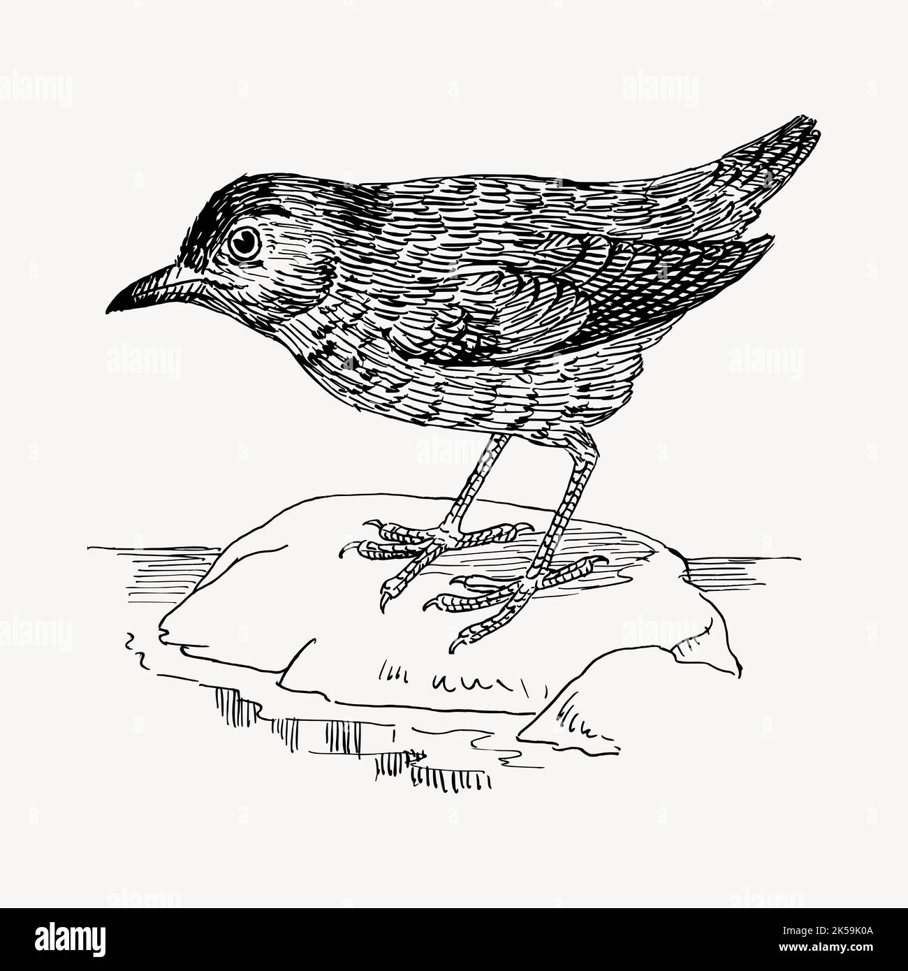 Blackbird clipart, vintage hand drawn vector Stock Vector Image & Art