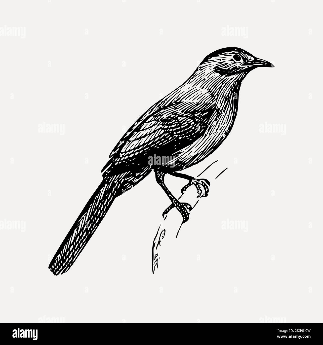 Catbird drawing, vintage animal illustration vector Stock Vector Image
