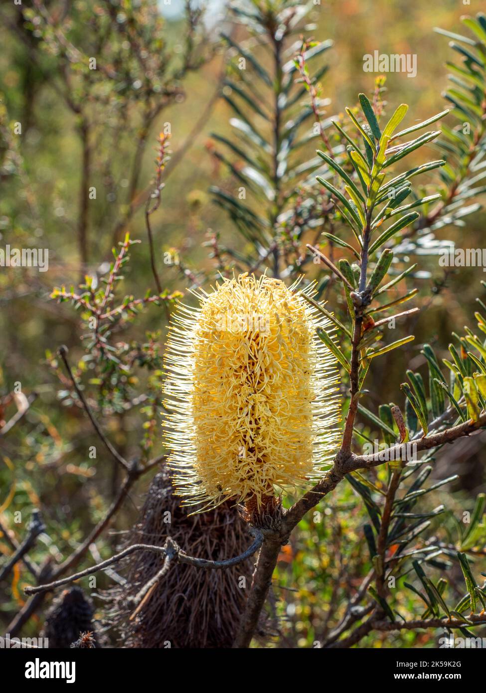 A yellow Banksia Flower in the sunshine, French Island, Australia Stock Photo