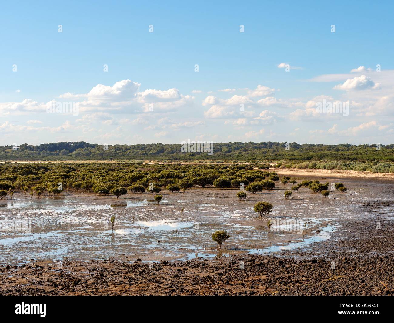 French Island Mangroves at low tide Stock Photo