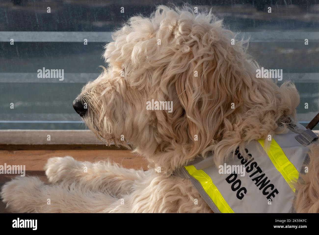 Reclining service dog with a cover that reads 'Assistance Dog' is a dog trained to help or assist a person with a disability Stock Photo