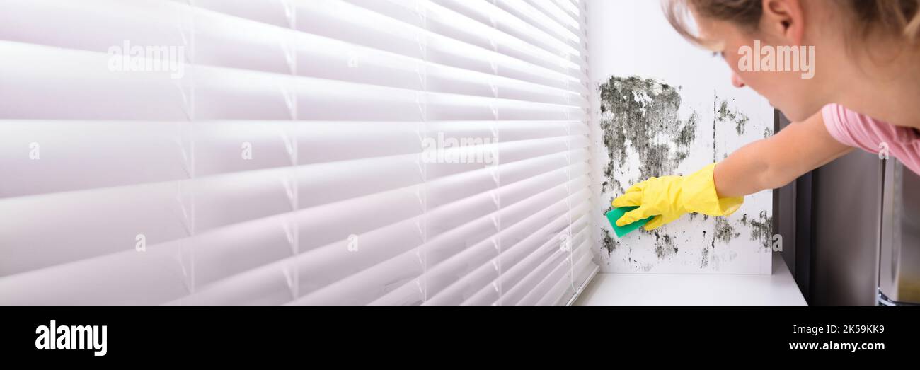 Cleaning Mold At Home. Apartment Wall Fungus Mould Stock Photo Alamy