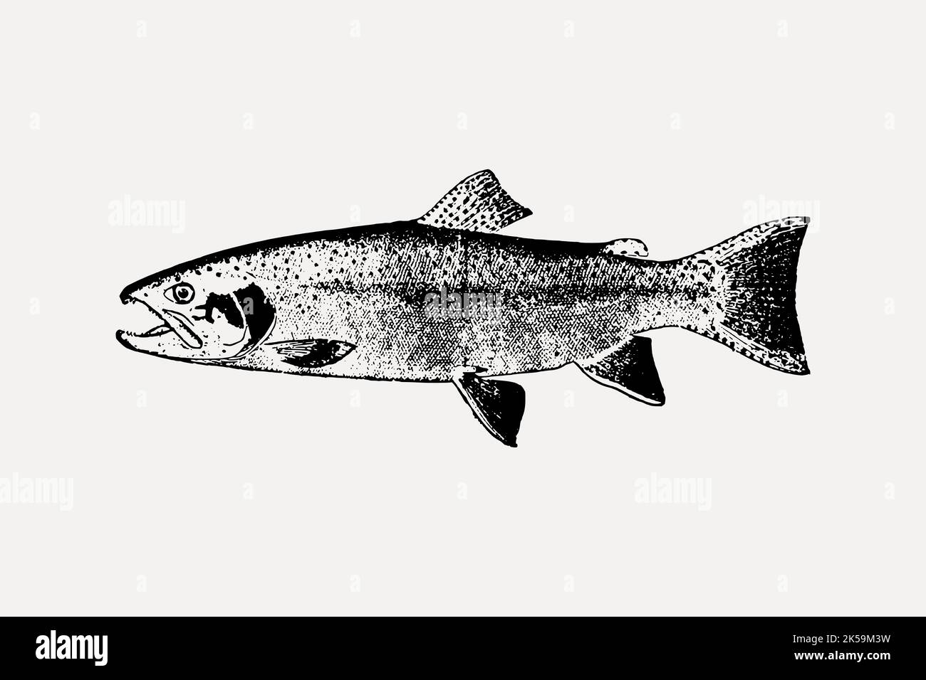 Salmon fish drawing, vintage sea animal illustration vector Stock