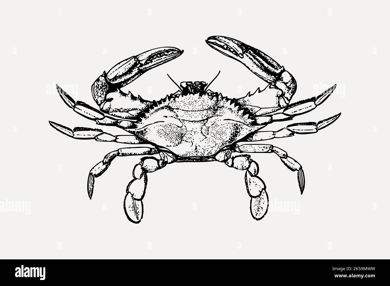 Crab drawing, vintage sea animal illustration vector Stock Vector Image