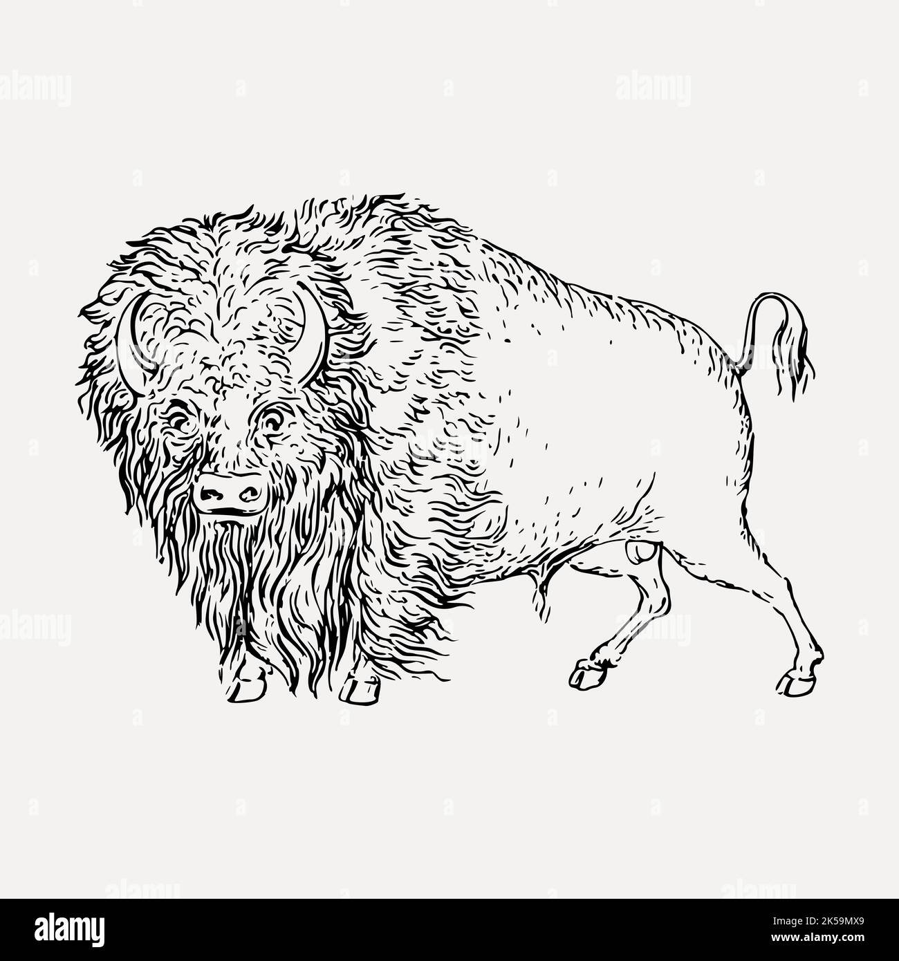 Bison animal clipart, vintage hand drawn vector Stock Vector Image ...