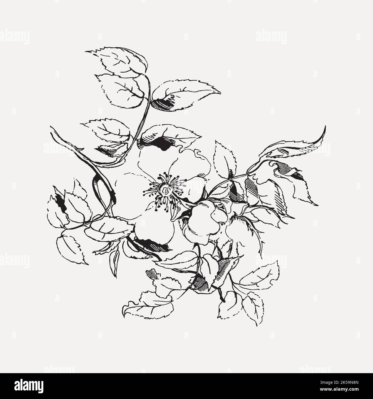 Flower clipart, drawing illustration vector Stock Vector Image & Art ...