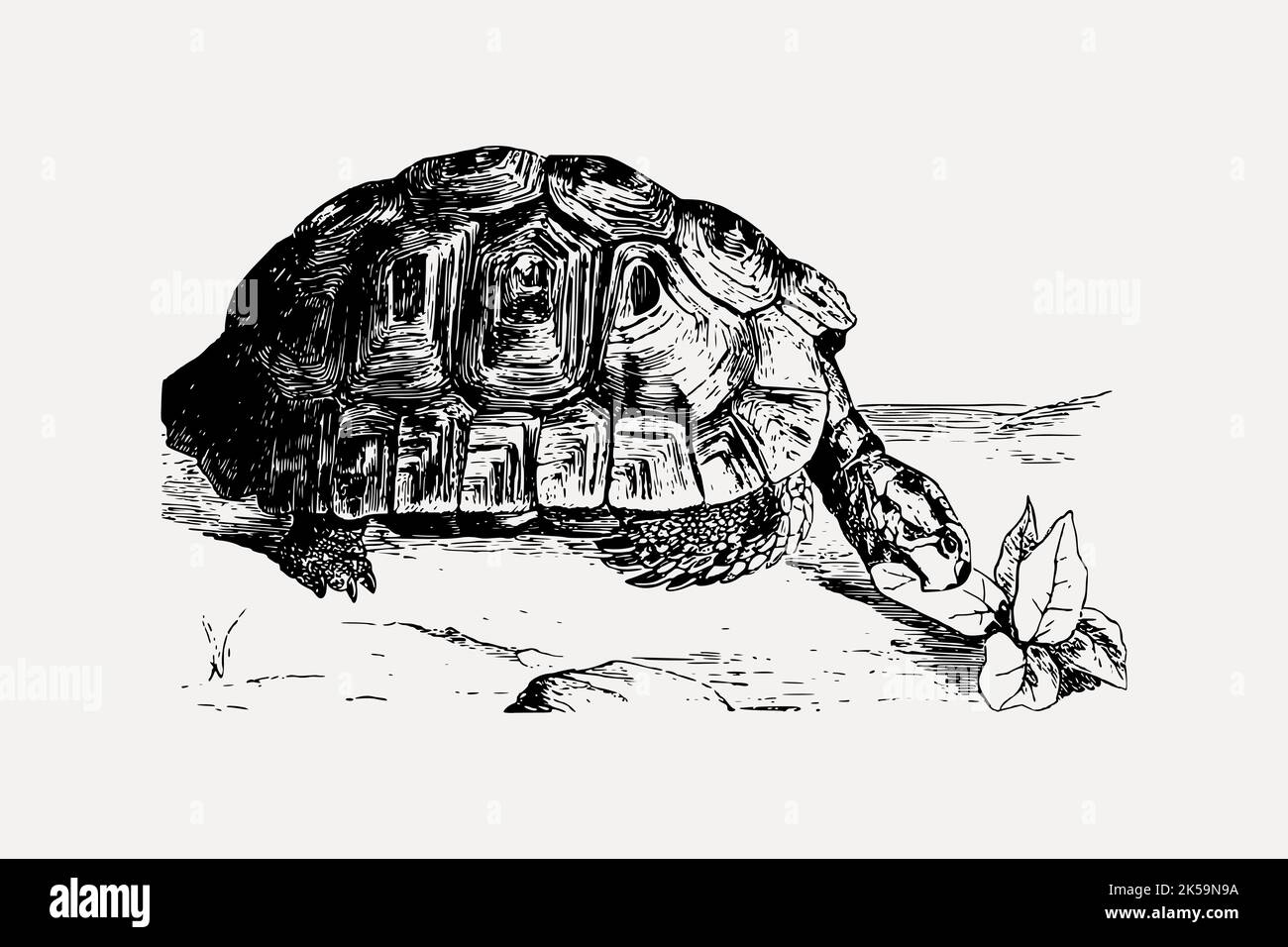 Greek tortoise drawing, vintage animal illustration vector Stock Vector ...