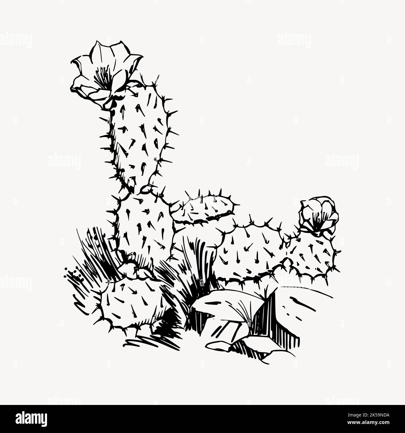 Cactus clipart illustration vector Stock Vector Image & Art - Alamy